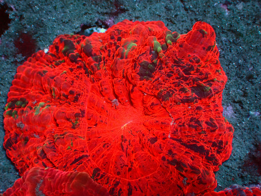 Acanthophyllia Speckled Mastergrade | WYSIWYG