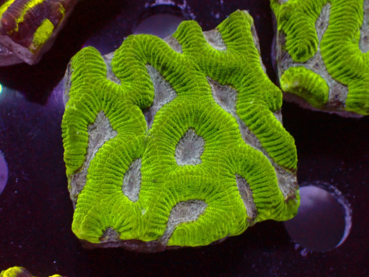 Blueberry Platygyra | WYSIWYG