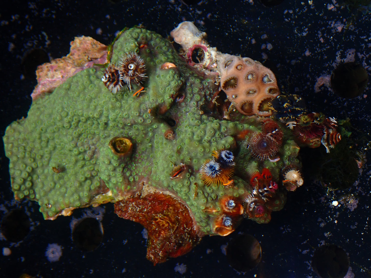 Christmas Tree Worm Rock | WYSIWYG