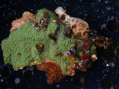 Christmas Tree Worm Rock | WYSIWYG
