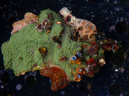 Christmas Tree Worm Rock | WYSIWYG