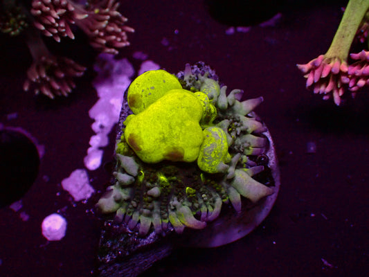PR Biohazard Bounce Mushroom | WYSIWYG