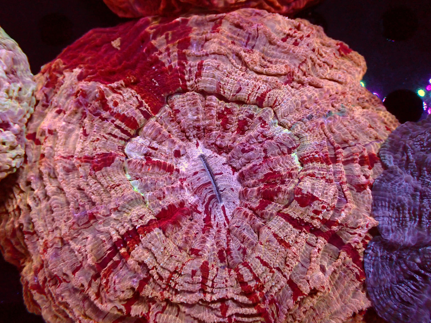 Red/Gold Grafted Acanthophyllia | WYSIWYG