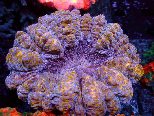 Golden Glitter Acanthophyllia | WYSIWYG