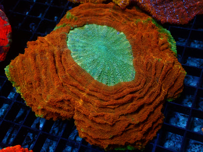 Orange Rim Acanthophyllia | WYSIWYG
