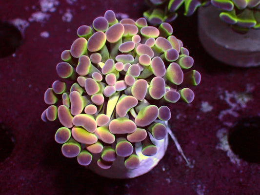 PR Rainbow Hologram Paraancora | WYSIWYG