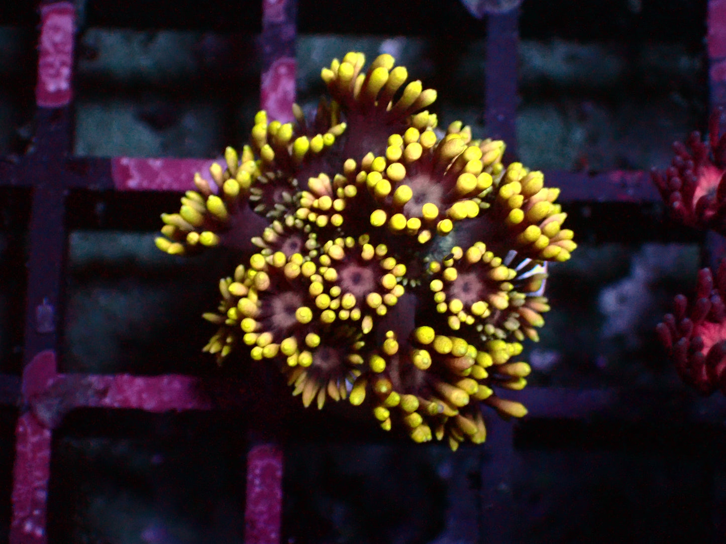 Goniopora "Yellow Tips/Purple Center" | WYSIWYG