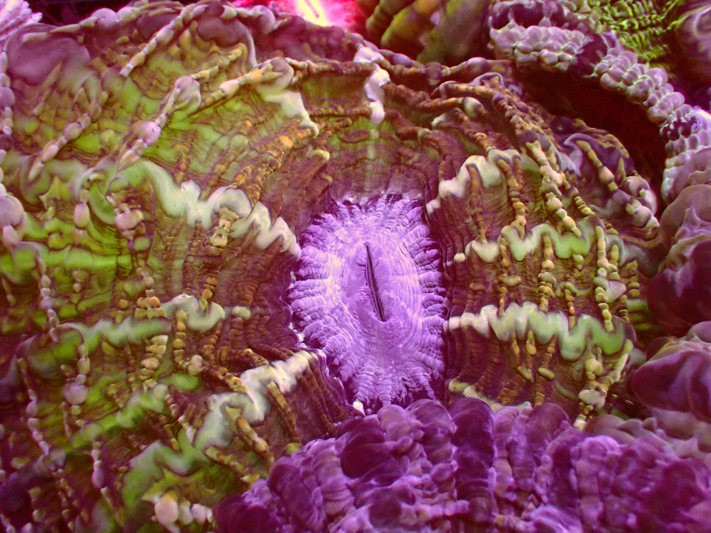 Golden Green Master Indophyllia | WYSIWYG