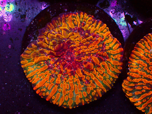 CC Cloudberry Chalice | WYSIWYG