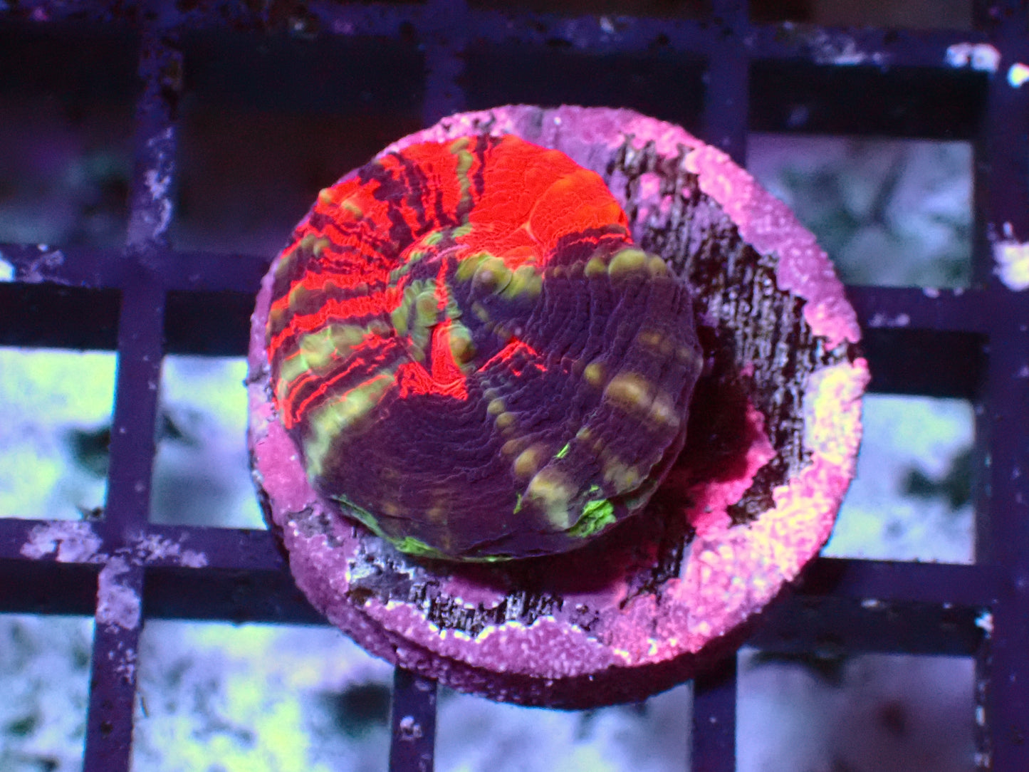 Warpaint Scolymia | WYSIWYG