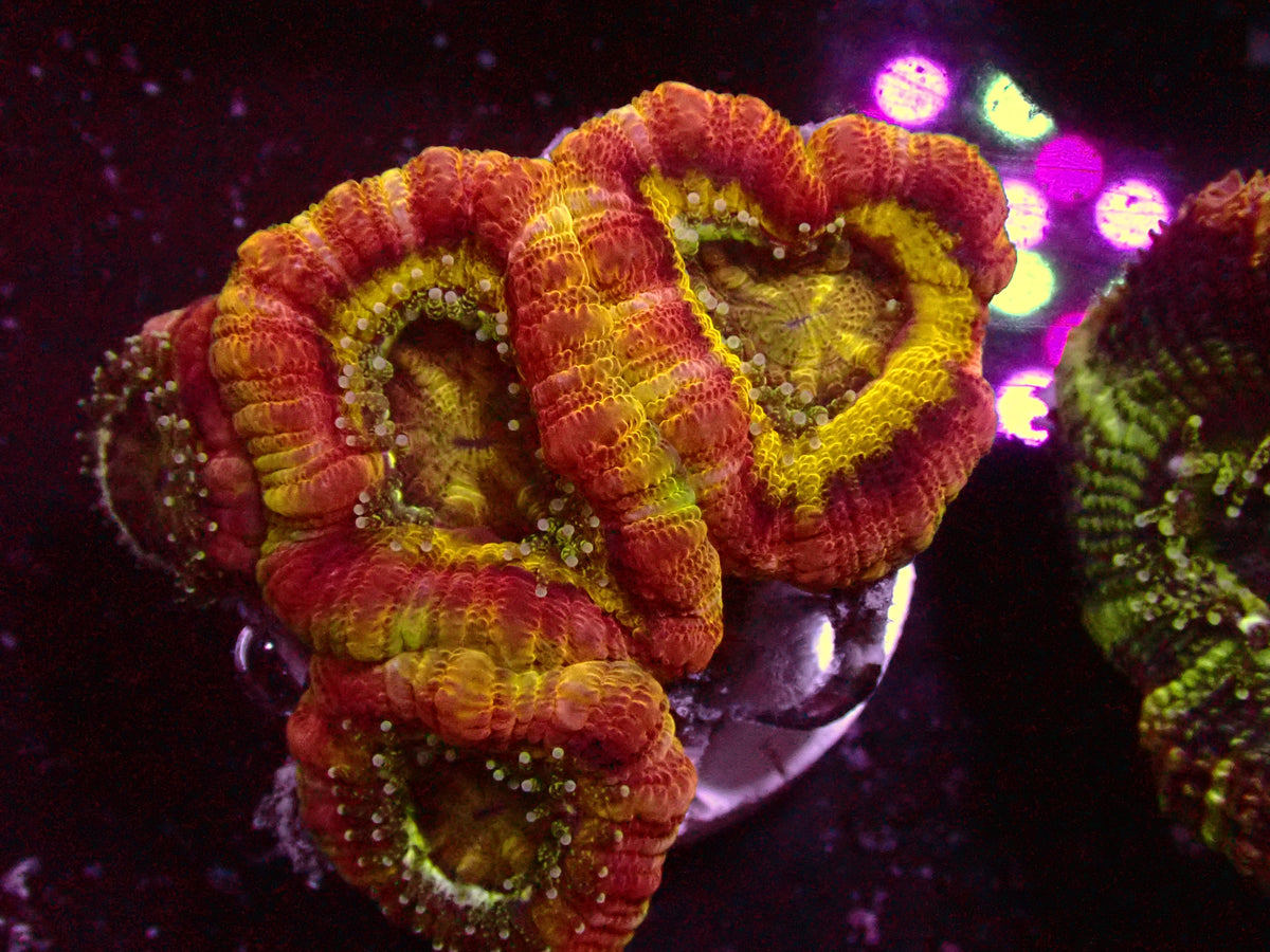 1 of 1 Yellow Center Asian Acanthastrea | WYSIWYG