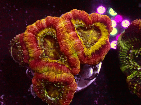 1 of 1 Yellow Center Asian Acanthastrea | WYSIWYG