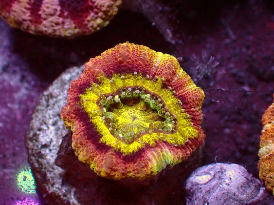 1 of 1 Yellow Asian Acanthastrea | WYSIWYG