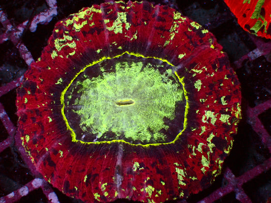 Rainbow Trachyphyllia | WYSIWYG