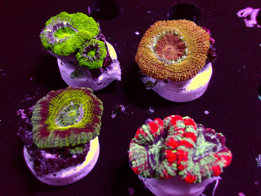 Asian Acan Frag Pack! | WYSIWYG