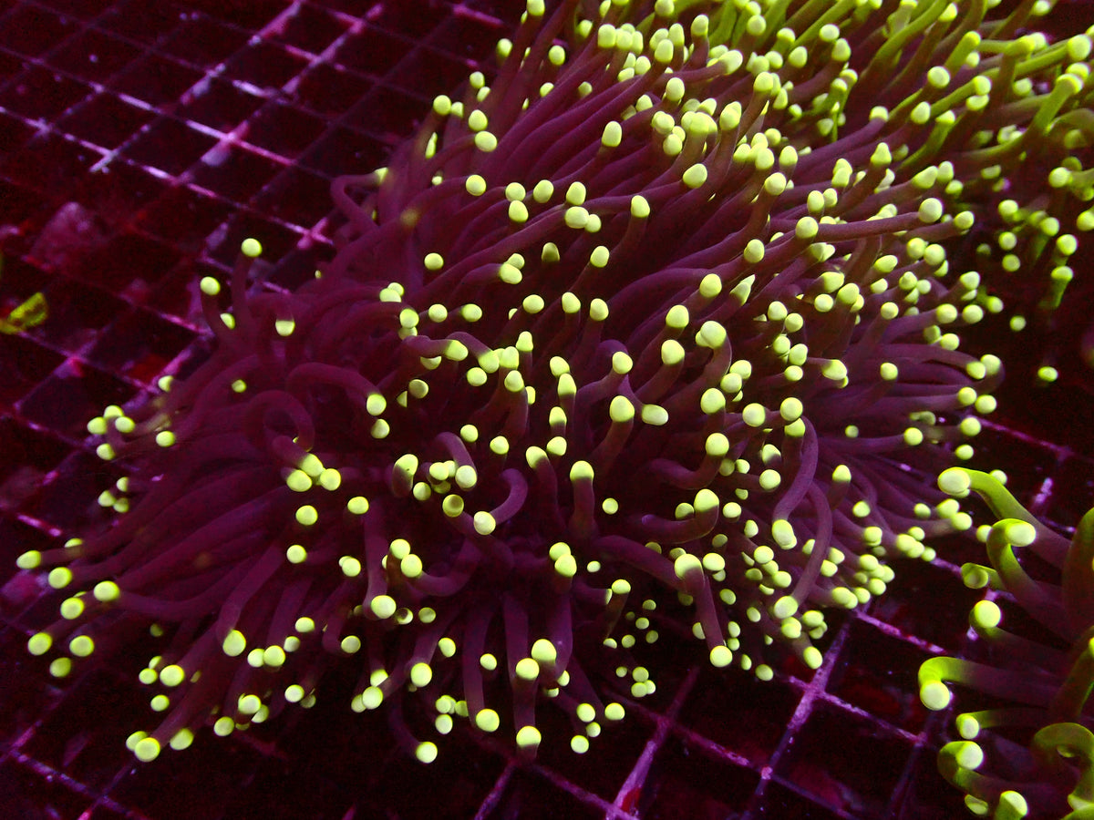 Euphyllia Aussie Black Torch | WYSIWYG
