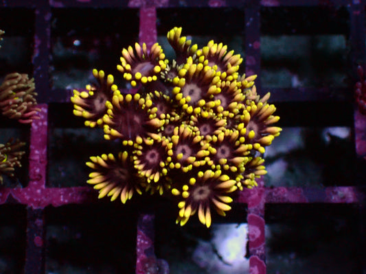 Goniopora "Yellow/Purple Center" | WYSIWYG