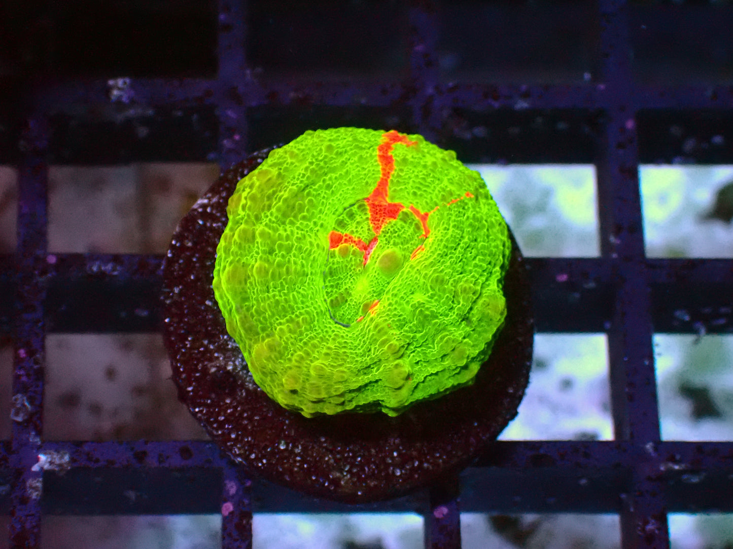 Bleeding Apple Scolymia | WYSIWYG