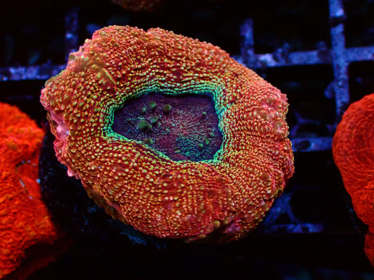 Ultra Bowerbanki "Babyblue Center" | WYSIWYG