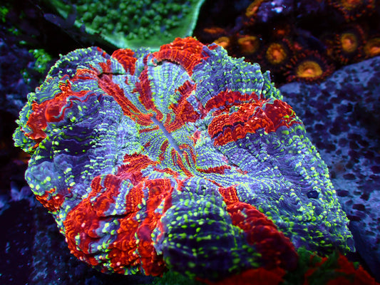 Holy Grail Acanthophyllia | WYSIWYG