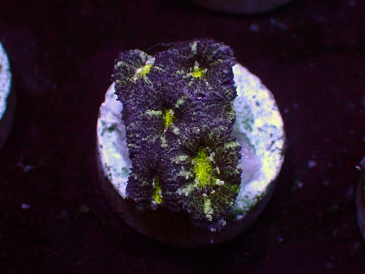 Dark Matter Micromussa | WYSIWYG