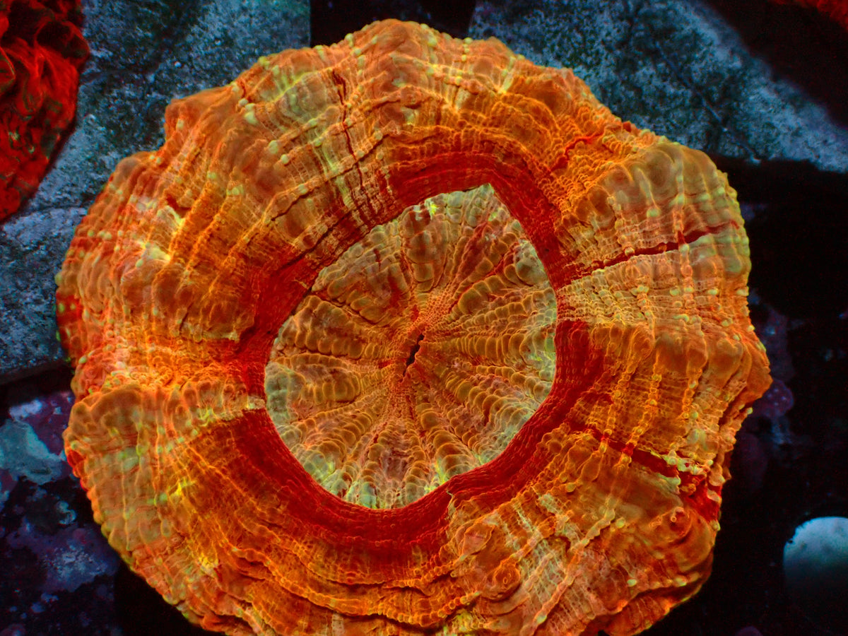 Acanthophyllia Heavensgate | WYSIWYG