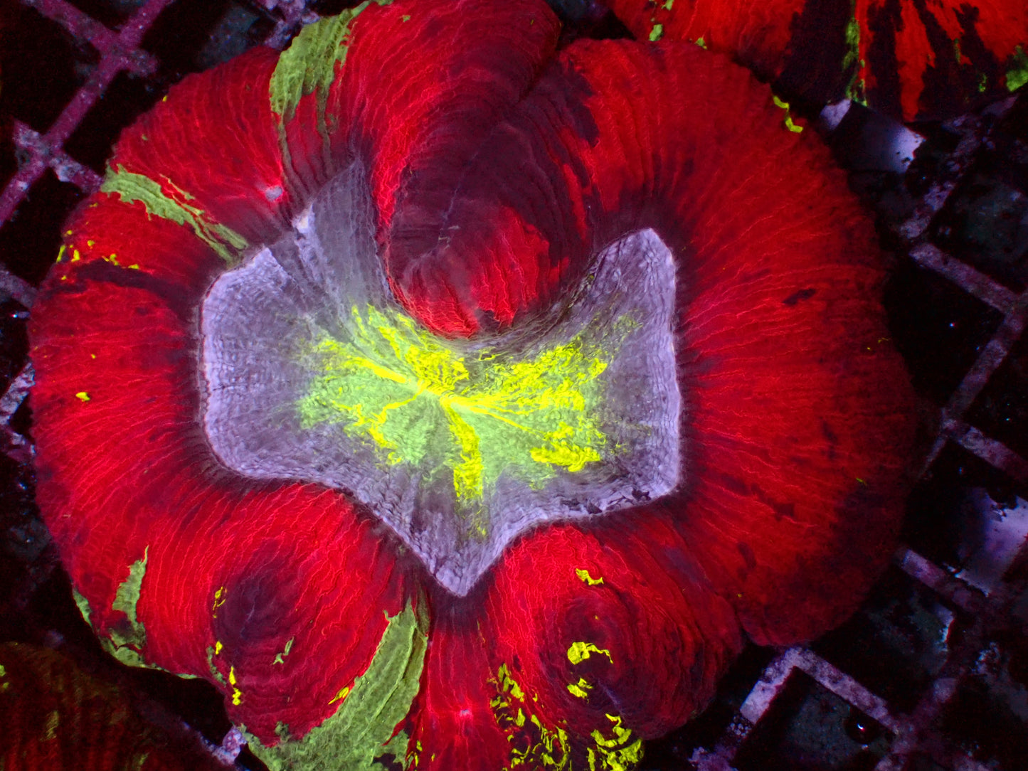 Rainbow Trachyphyllia | WYSIWYG