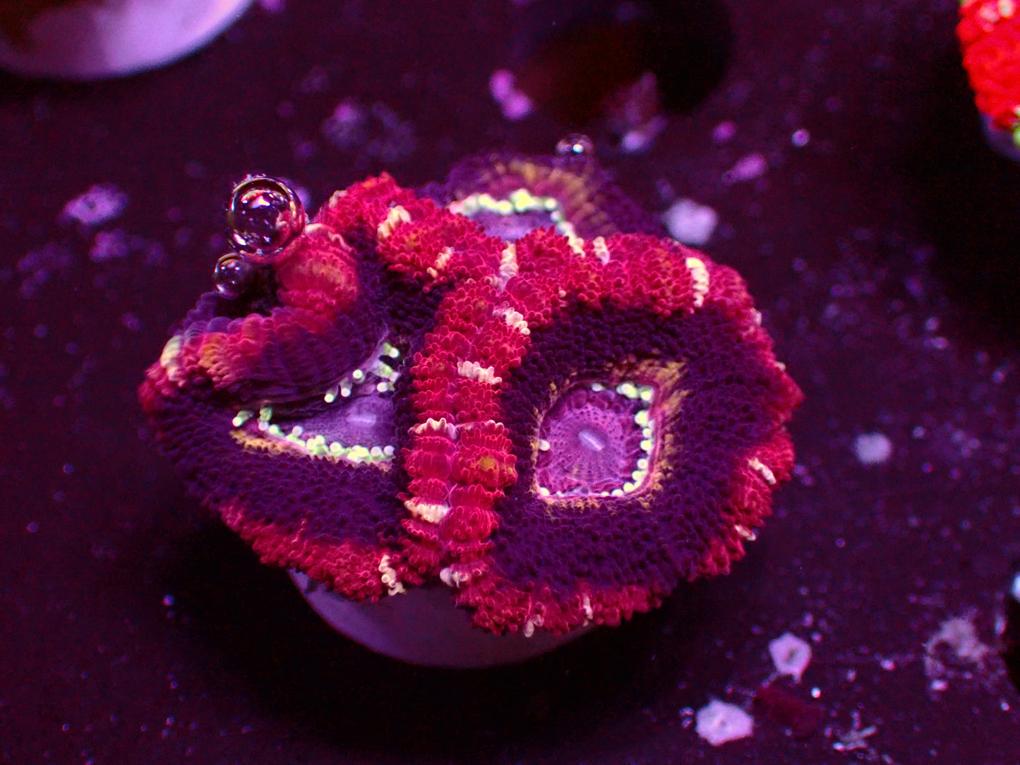 Asian Acan "Obsyidian Eyes" | WYSIWYG