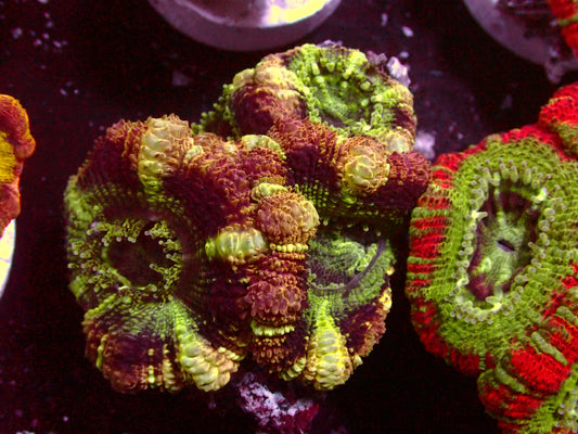 Insane Master Asian Acanthastrea | WYSIWYG
