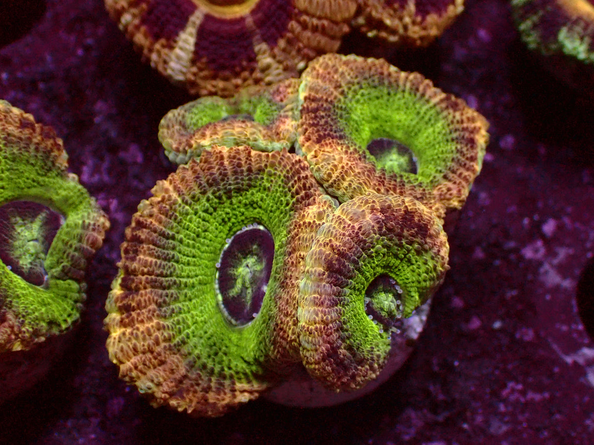 Green Ufo Asian Acanthastrea | WYSIWYG