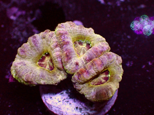 Holy Asian Acan | WYSIWYG
