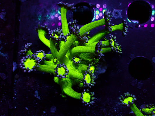 Fake Galaxy Goniopora | WYSIWYG
