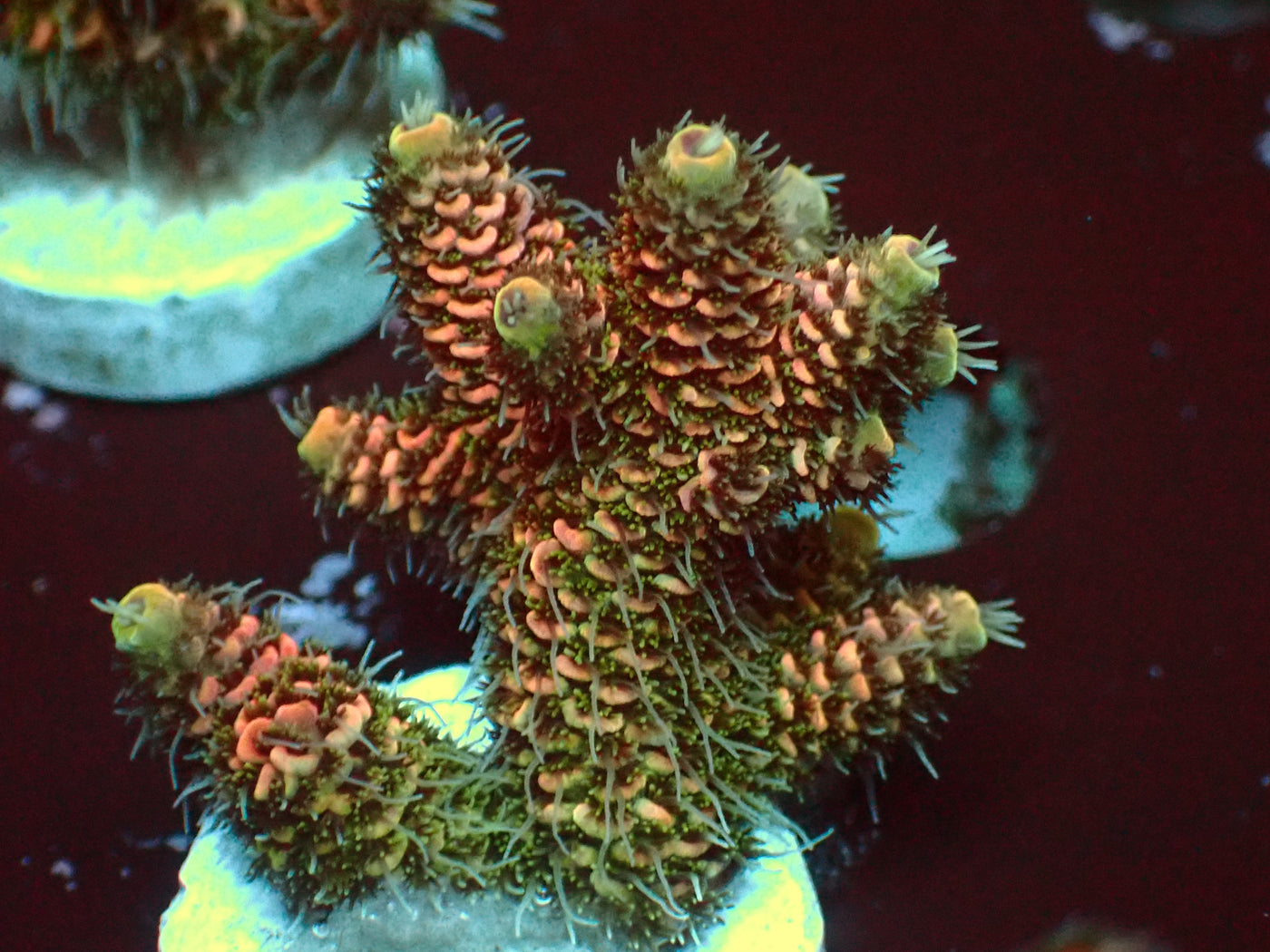 Fuzzy Millepora | WYSIWYG