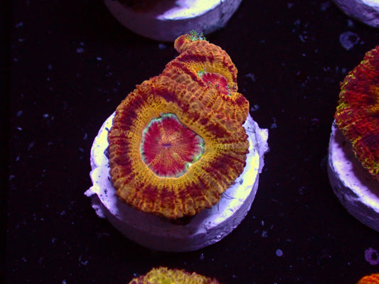 Yellow Ufo Asian Acan | WYSIWYG