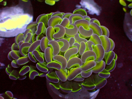 PR Hologram Paraancora | WYSIWYG