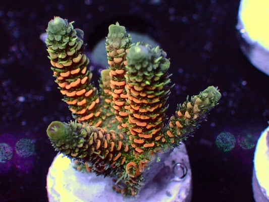 PR Copper Millepora | WYSIWYG