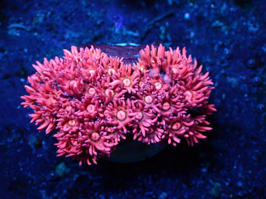 Metallic Pink Goniopora | WYSIWYG