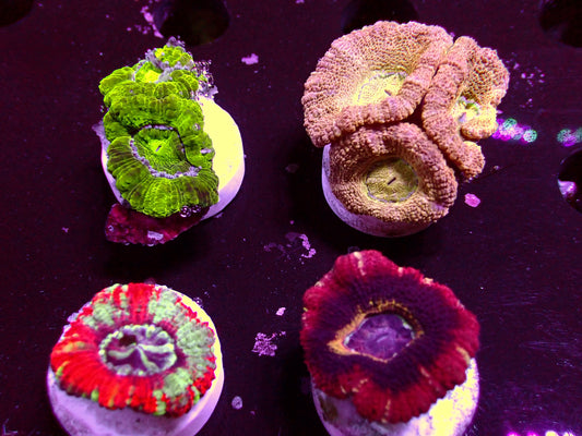 Asian Acan Frag Pack! | WYSIWYG
