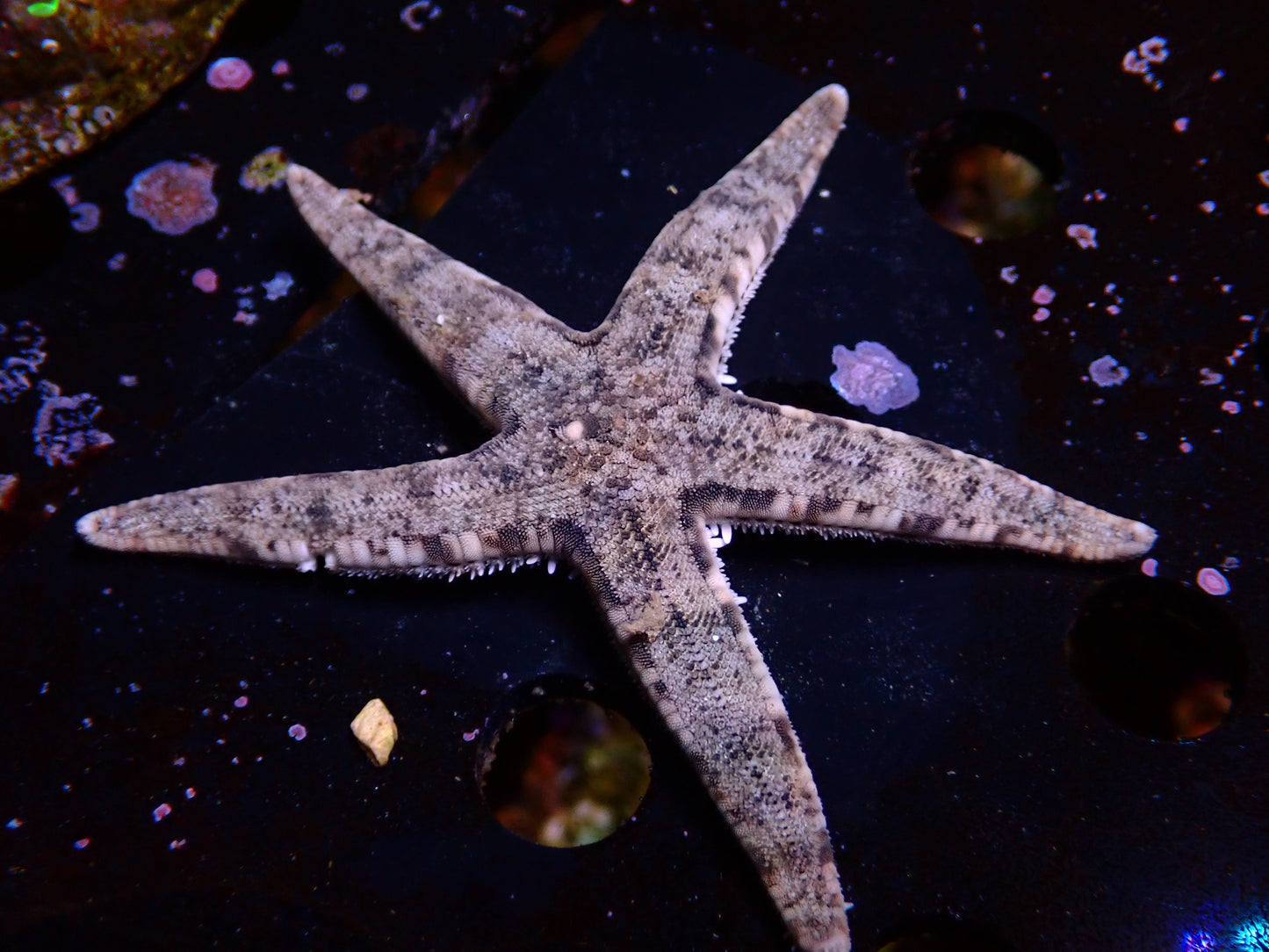 Grabender Seestern | Archaster Typicus
