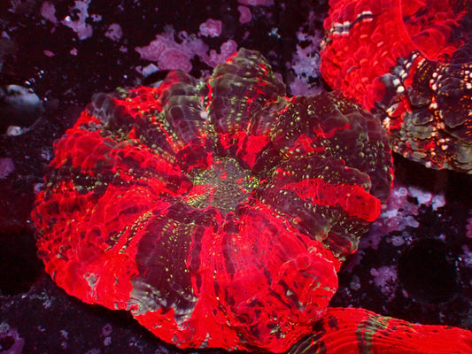 Acanthophyllia Deadpool | WYSIWYG