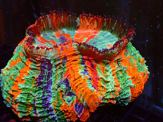 SUPER Rainbow Acanthophyllia | WYSIWYG