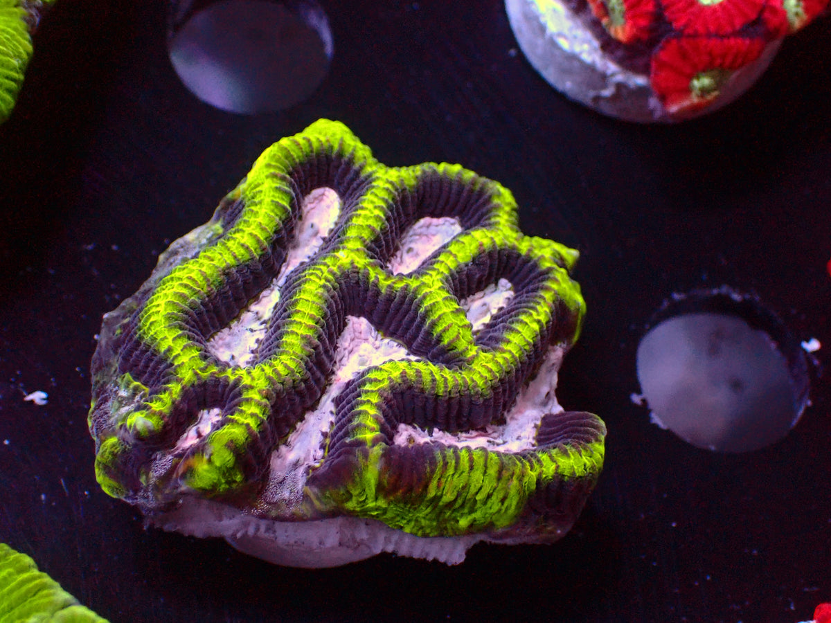 Tricolor Platygyra | WYSIWYG