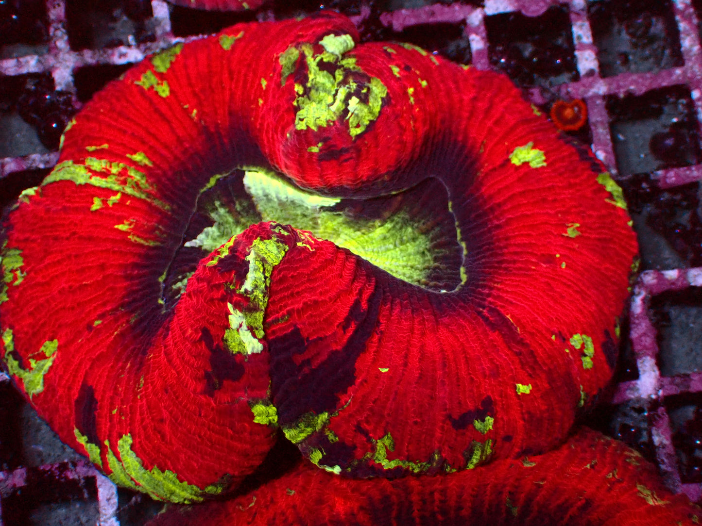 Rainbow Trachyphyllia | WYSIWYG