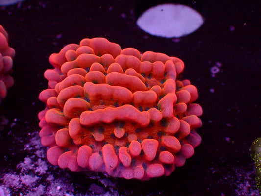 JF Brain Freeze Montipora | WYSIWYG
