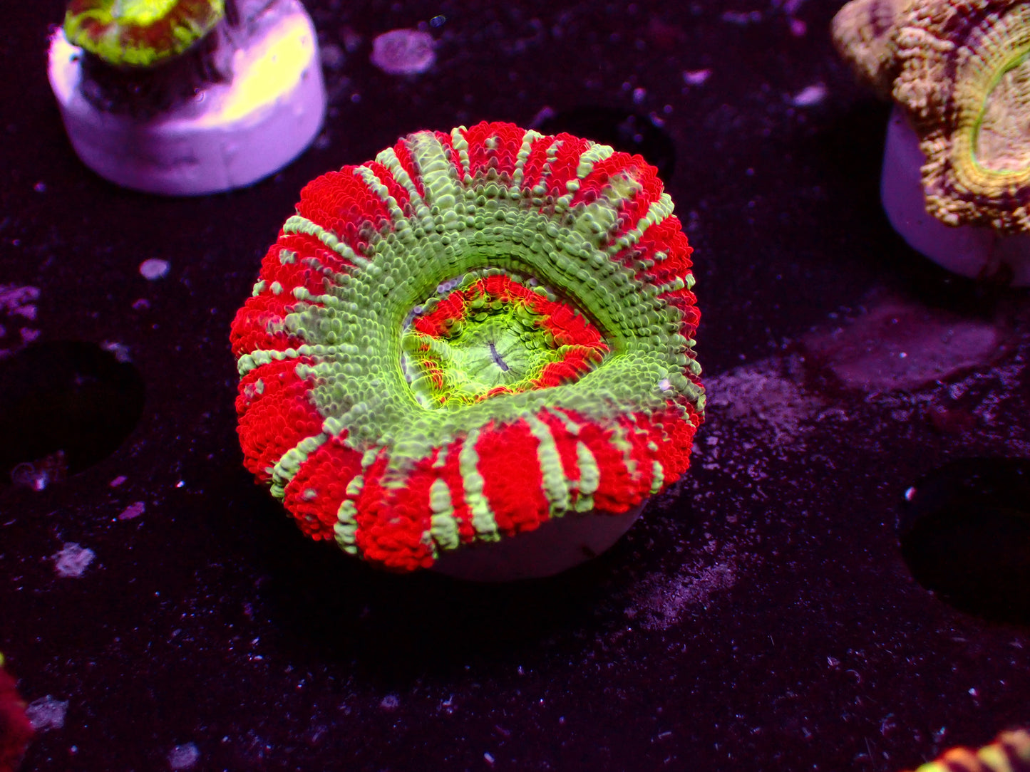 Asian Acan "Mastergade" | Big Polyp