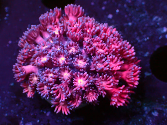 Metallic Pink Goniopora | WYSIWYG