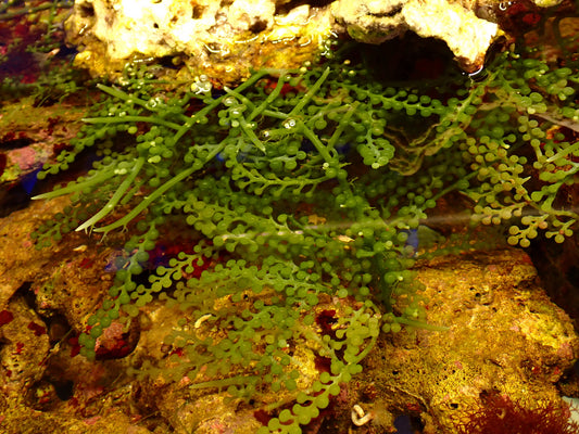 Caulerpa lentillifera