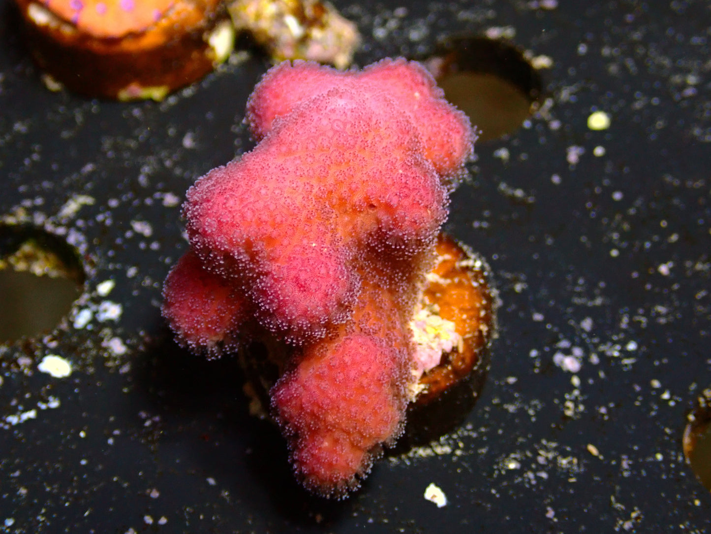 Stylophora "Fiji Pink" | WYSIWYG