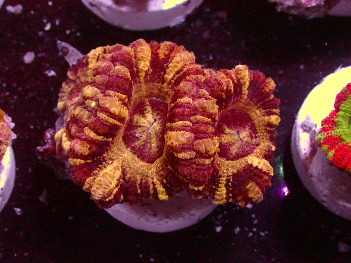 Insane Golden Stripes Asian Acanthastrea | WYSIWYG