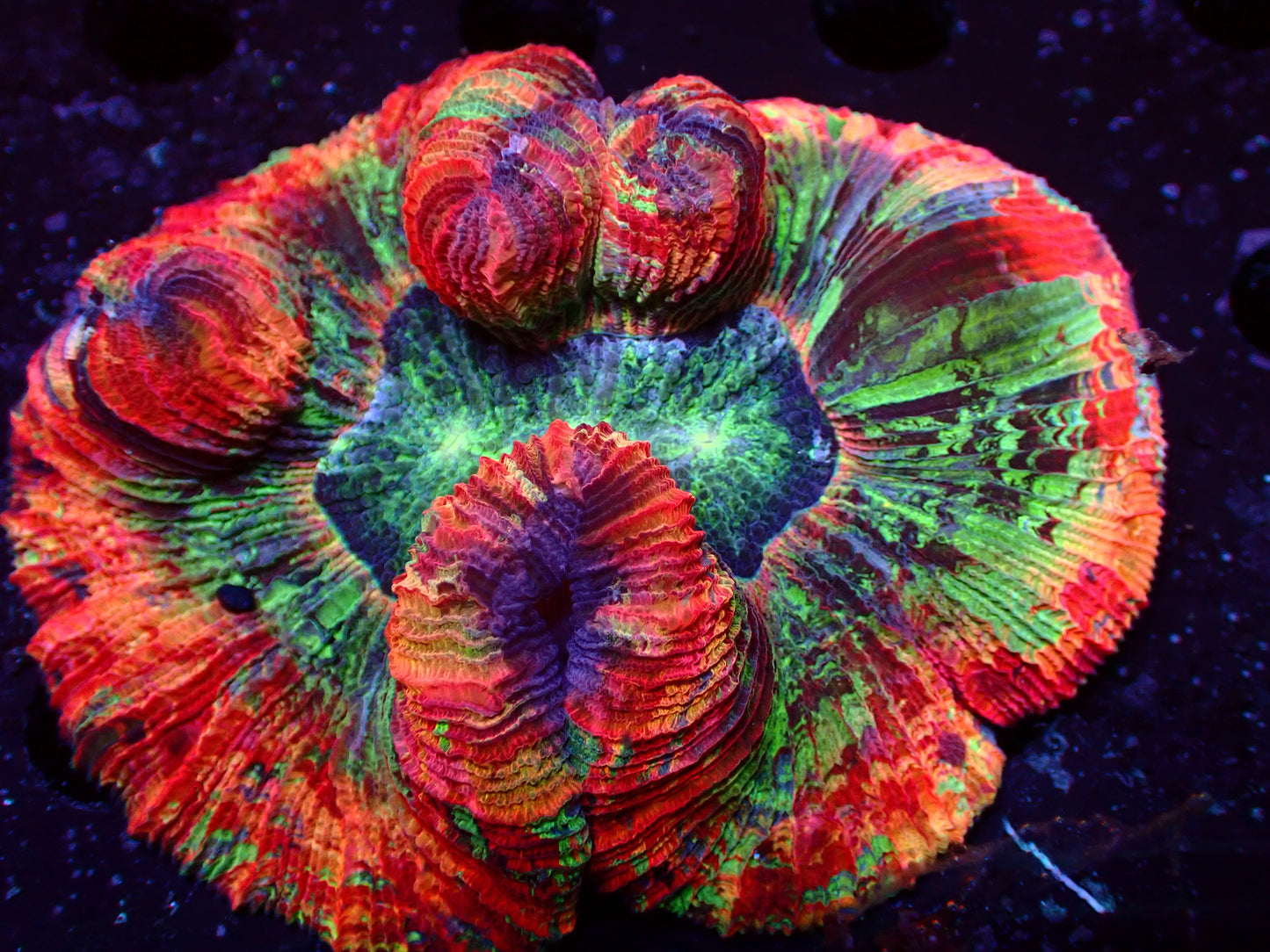 Mastergrade Trachyphyllia | WYSIWYG